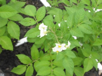 blurry photo of spuds growing in my garden